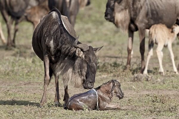Newborn blue wildebeest (brindled gnu) (Connochaetes taurinus), Serengeti National Park