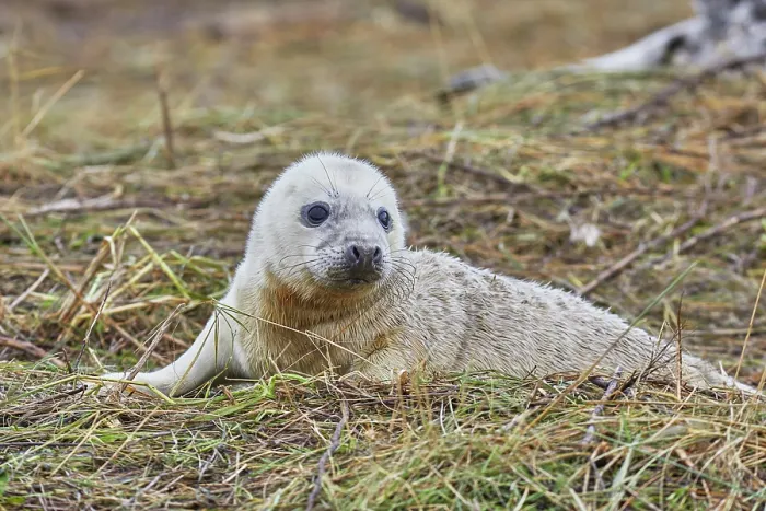 Framed Print : A newborn Grey Seal pup (Halichoerus grypus) on the shore in winter, at Donna Nook Nature Reserve, on the North Sea coast of Lincolnshire, Great Britain Framed Print : A newborn Grey Seal pup (Halichoerus grypus) on the shore in winter, at Donna Nook Nature Reserve, on the North Sea coast of Lincolnshire, Great Britain