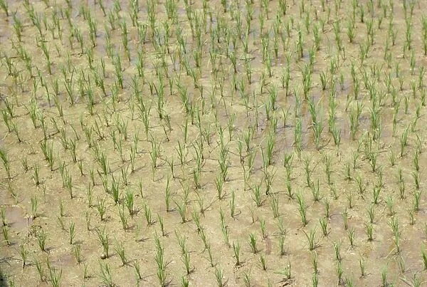 Newly planted rice