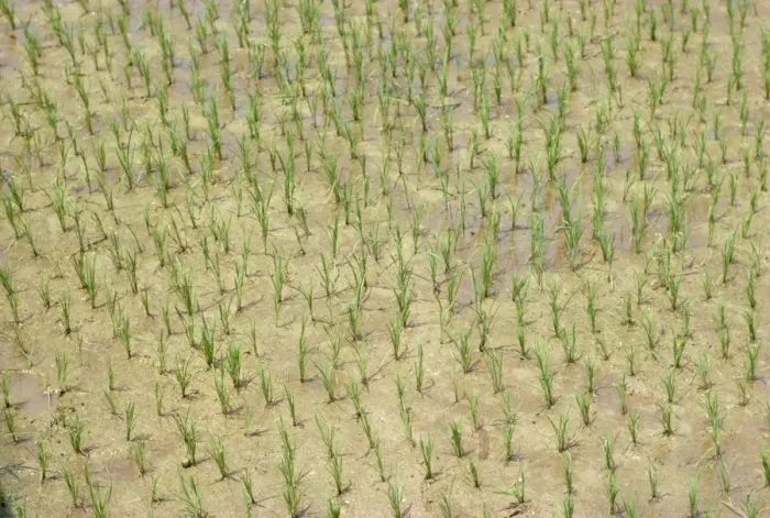 Framed Print : Newly planted rice Framed Print : Newly planted rice