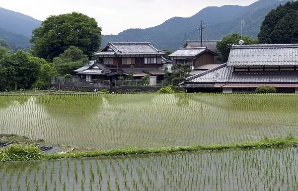 Newly planted rice seedlings in a flooded rice paddy in the rural Ohara village of Kyoto