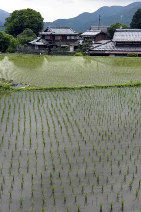 Framed Print : Newly planted rice seedlings in a flooded rice paddy in the rural Ohara village of Kyoto Framed Print : Newly planted rice seedlings in a flooded rice paddy in the rural Ohara village of Kyoto