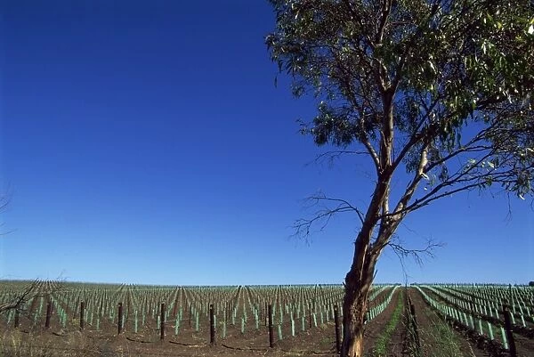 Newly planted vines, McLaren Vale, Seaview Road, South Australia, Australia, Pacific