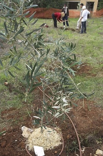Newly planted young olive tree