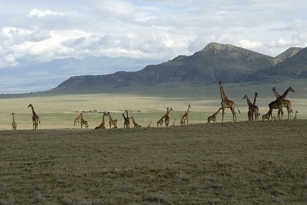 Ngorongoro Conservation Area, UNESCO World Heritage Site, Tanzania, East Africa, Africa