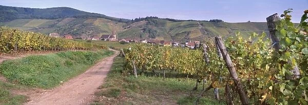 Niedermorschwihr, village of the Alsatian Wine Road, from the vineyards