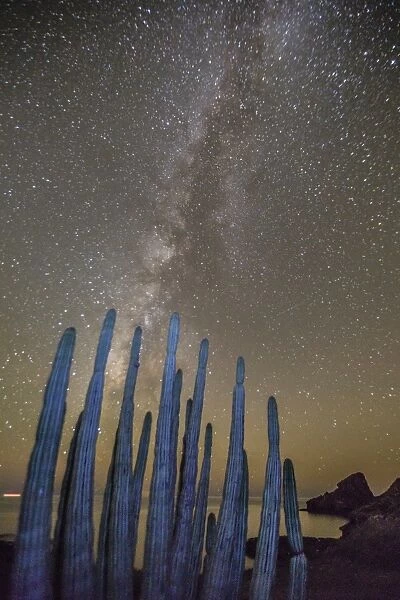 Night view of the Milky Way with organ pipe cactus (Stenocereus thurberi) in foreground, Himalaya Beach, Sonora, Mexico, North America