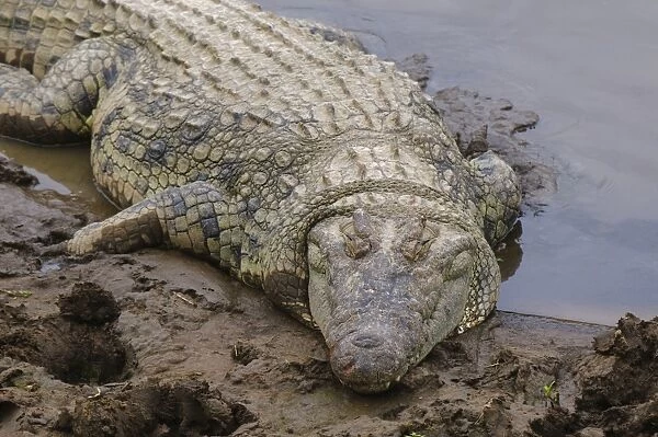 Nile crocodile (Crocodilus niloticus), Masai Mara, Kenya, East Africa, Africa