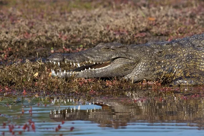 Framed Print : Nile crocodile (Crocodilus niloticus), Chobe National Park, Chobe River, Botswana Framed Print : Nile crocodile (Crocodilus niloticus), Chobe National Park, Chobe River, Botswana
