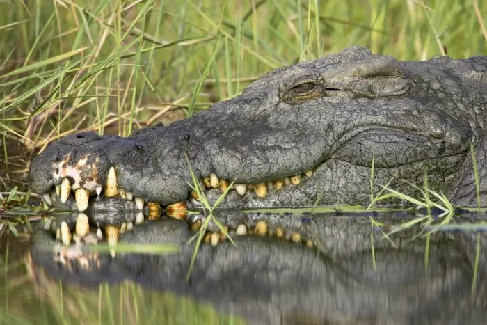 Framed Print : Nile crocodile (Crocodylus niloticus) Framed Print : Nile crocodile (Crocodylus niloticus)