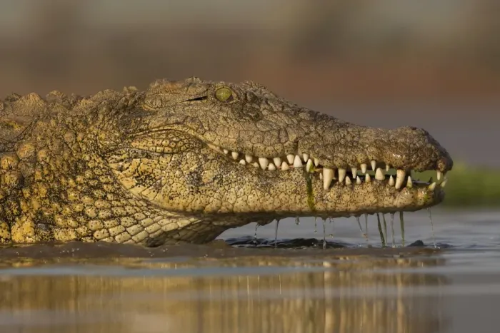 Framed Print : Nile crocodile (Crocodylus niloticus), Zimanga private game reserve, KwaZulu-Natal