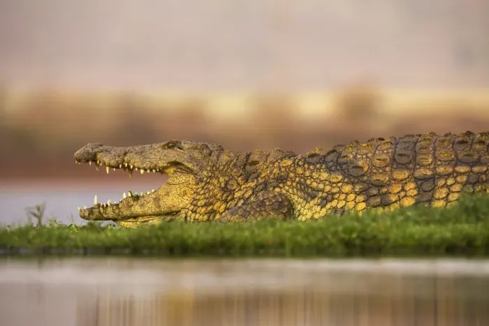 Framed Print : Nile crocodile (Crocodylus niloticus), Zimanga private game reserve, KwaZulu-Natal