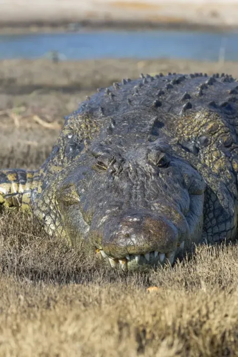 Framed Print : Nile crocodile (Crocodylus niloticus), Chobe River, Botswana, Africa