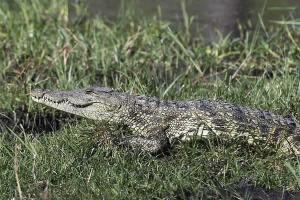 A Nile crocodile (Crocodylus niloticus), on Khwai River bank, Okavango Delta, Botswana