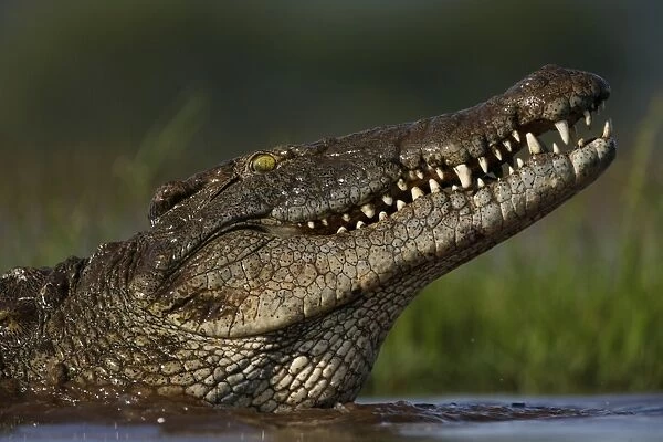 Nile crocodile (Crocodylus niloticus), Zimanga Private Game Reserve, KwaZulu-Natal