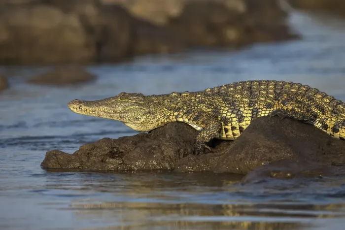 Framed Print : Nile crocodile (Crocodylus niloticus), Chobe River, Botswana, Africa Framed Print : Nile crocodile (Crocodylus niloticus), Chobe River, Botswana, Africa