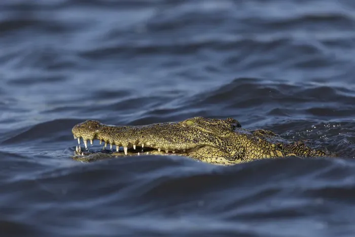 Framed Print : Nile crocodile (Crocodylus niloticus), Chobe River, Botswana, Africa Framed Print : Nile crocodile (Crocodylus niloticus), Chobe River, Botswana, Africa