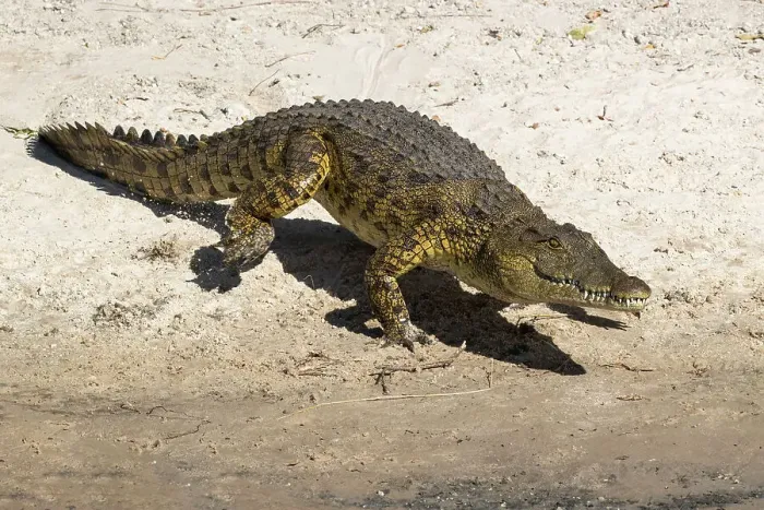 Framed Print : Nile crocodile (Crocodylus niloticus), Chobe River, Botswana, Africa Framed Print : Nile crocodile (Crocodylus niloticus), Chobe River, Botswana, Africa