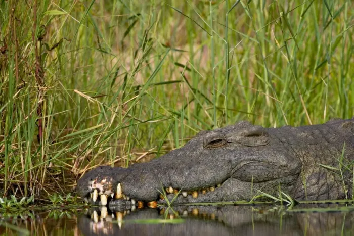 Framed Print : Nile crocodile (Crocodylus niloticus), Kruger National Park, South Africa, Africa Framed Print : Nile crocodile (Crocodylus niloticus), Kruger National Park, South Africa, Africa