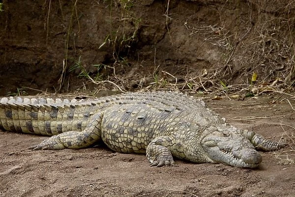 Nile crocodile (Crocodylus niloticus), Masai Mara National Reserve, Kenya