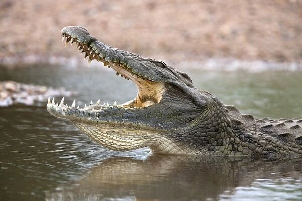 Nile crocodile (Crocodylus niloticus), jaws agape, Kruger National Park