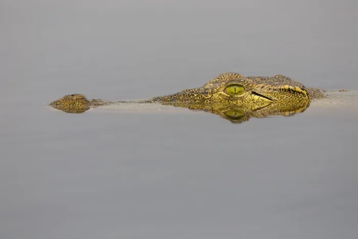 Framed Print : Nile crocodile (Crocodylus niloticus) in the Chobe River, Botswana, Africa Framed Print : Nile crocodile (Crocodylus niloticus) in the Chobe River, Botswana, Africa