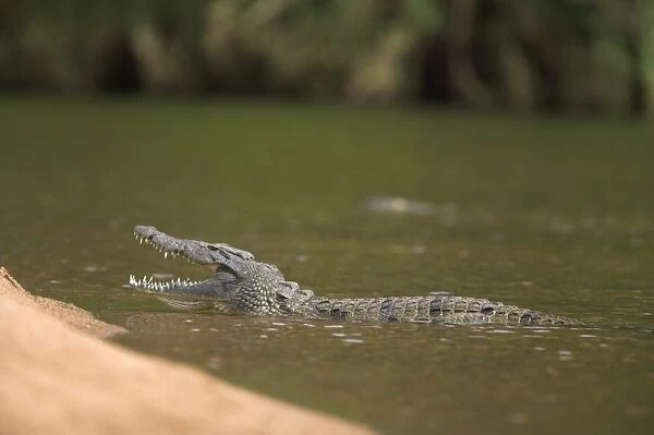 Nile crocodile (Crocodylus niloticus) with jaws open
