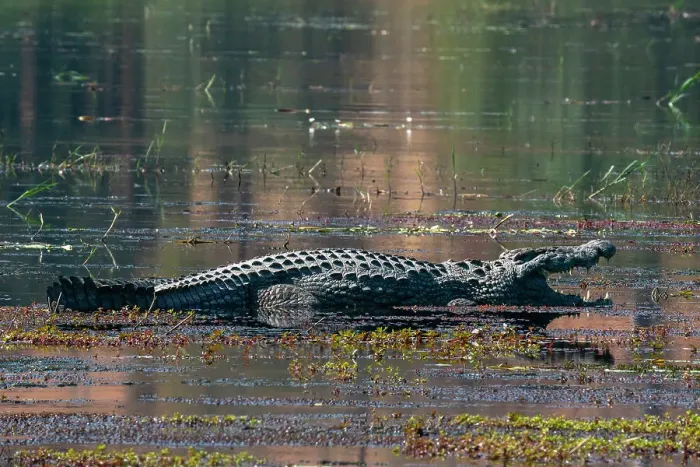 Framed Print : Nile crocodile (Crocodylus niloticus) mouth open in the river Chobe, Chobe National Park, Botswana, Africa Framed Print : Nile crocodile (Crocodylus niloticus) mouth open in the river Chobe, Chobe National Park, Botswana, Africa