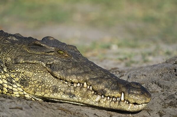 A Nile crocodile (Crocodylus niloticus) on a river bank, Chobe National Park, Botswana