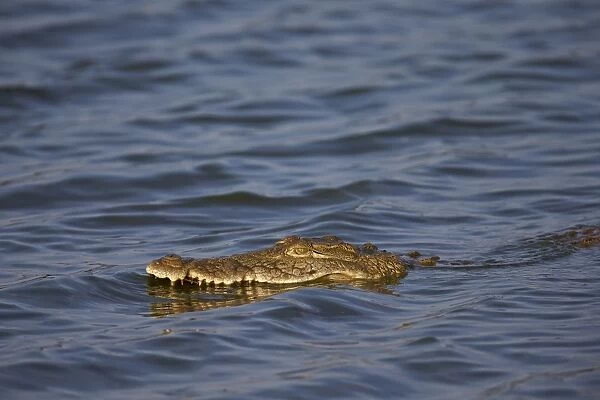 Nile crocodile (Crocodylus niloticus) swimming, Kruger National Park, South Africa