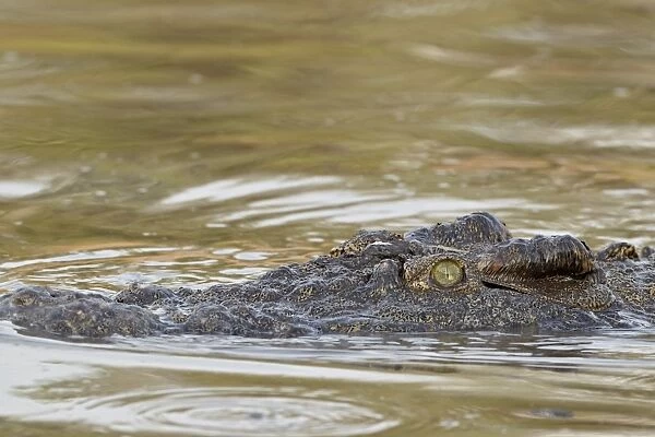Nile crocodile (Crocodylus niloticus) swimming, Serengeti National Park