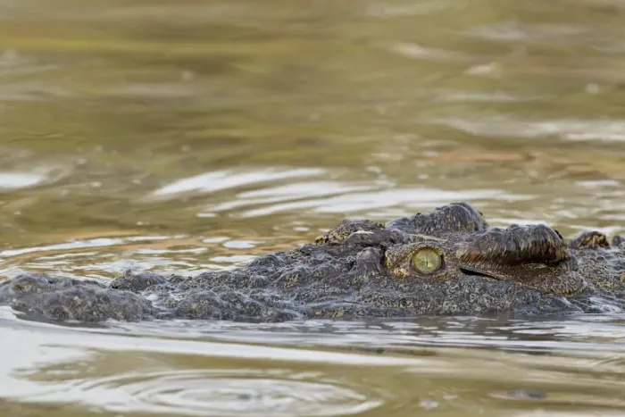 Framed Print : Nile crocodile (Crocodylus niloticus) swimming, Serengeti National Park