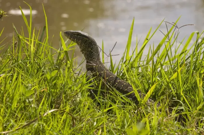 Framed Print : Nile monitor lizard (Varanus nicolitus), Masai Mara National Reserve, Kenya