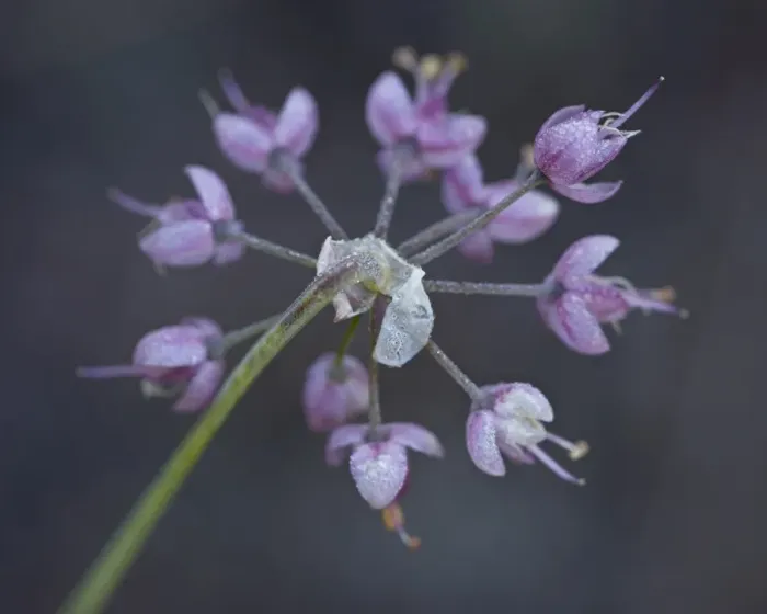 Framed Print : Nodding onion (Allium cernuum), Glacier National Park, Montana, United States of America Framed Print : Nodding onion (Allium cernuum), Glacier National Park, Montana, United States of America