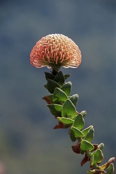 Nodding pincushion (Leucadendron cordifolium)
