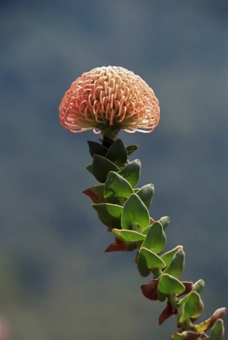 Framed Print : Nodding pincushion (Leucadendron cordifolium) Framed Print : Nodding pincushion (Leucadendron cordifolium)
