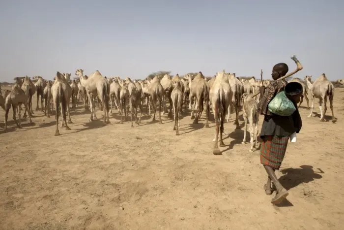 Framed Print : Nomadic camel herders lead their herd to a watering Framed Print : Nomadic camel herders lead their herd to a watering