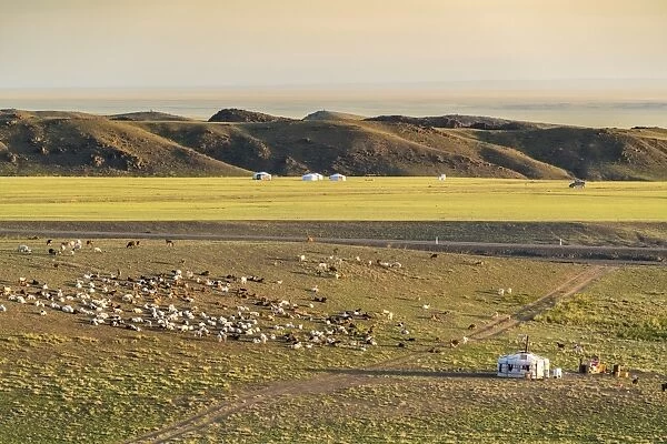 Nomadic camp and livestock, Bayandalai district, South Gobi province, Mongolia, Central Asia
