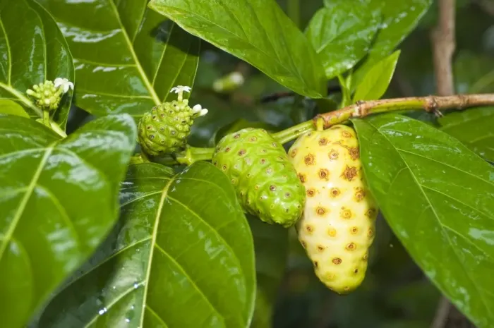Framed Print : Nonu (noni) fruit, Huahine, French Polynesia, South Pacific, Pacific Framed Print : Nonu (noni) fruit, Huahine, French Polynesia, South Pacific, Pacific