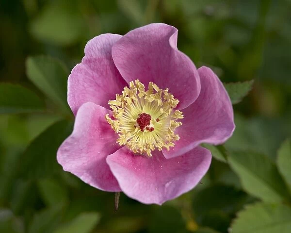 Nootka Rose (Rosa nutkana), near Nanaimo, British Columbia, Canada, North America