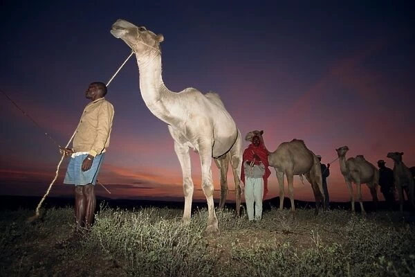 Normadic camel herder at dawn