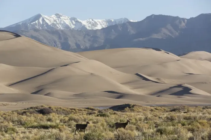 Framed Print : North American elk (Cervus Elaphus) and sand dunes, Great Sand Dunes National Park and Preserve, Sangre Cristo Mountains in background, Colorado, United States of America, North America Framed Print : North American elk (Cervus Elaphus) and sand dunes, Great Sand Dunes National Park and Preserve, Sangre Cristo Mountains in background, Colorado, United States of America, North America