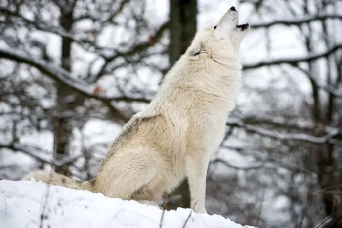 Framed Print : North American Timber wolf, Canis Lupus howling in the snow in deciduous forest Framed Print : North American Timber wolf, Canis Lupus howling in the snow in deciduous forest