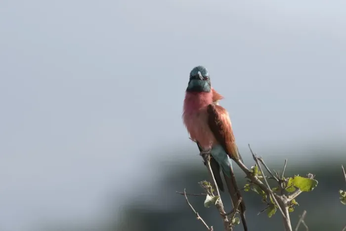 Framed Print : A northern carmine bee-eater (Merops rubicus) perching, Tsavo, Kenya, East Africa, Africa Framed Print : A northern carmine bee-eater (Merops rubicus) perching, Tsavo, Kenya, East Africa, Africa