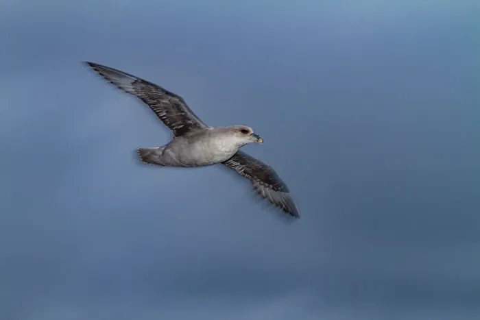 Framed Print : Northern fulmar (Fulmarus glacialis glacialis) motion blur on the wing the Svalbard Archipelago, Norway, Arctic, Europe Framed Print : Northern fulmar (Fulmarus glacialis glacialis) motion blur on the wing the Svalbard Archipelago, Norway, Arctic, Europe