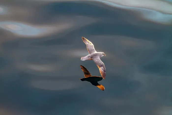 Framed Print : Northern fulmar (Fulmarus glacialis glacialis) on the wing over calm seas in the Svalbard Archipelago, Norway, Arctic, Europe Framed Print : Northern fulmar (Fulmarus glacialis glacialis) on the wing over calm seas in the Svalbard Archipelago, Norway, Arctic, Europe