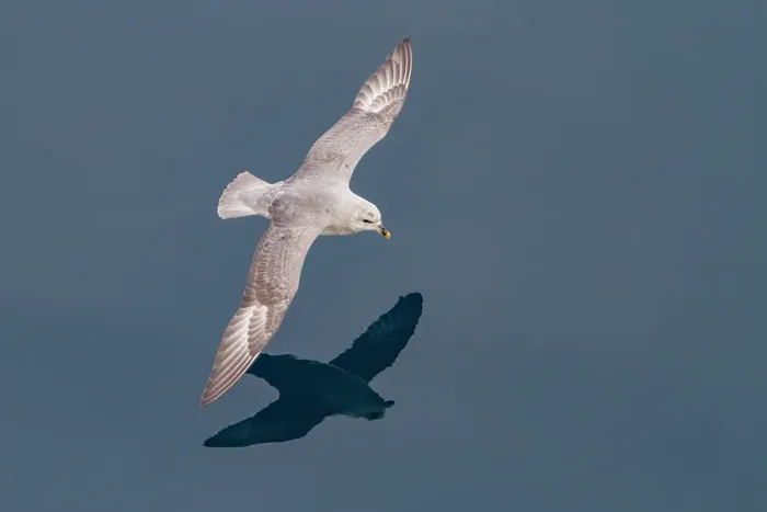 Framed Print : Northern fulmar (Fulmarus glacialis glacialis) on the wing in the Svalbard Archipelago, Norway Framed Print : Northern fulmar (Fulmarus glacialis glacialis) on the wing in the Svalbard Archipelago, Norway