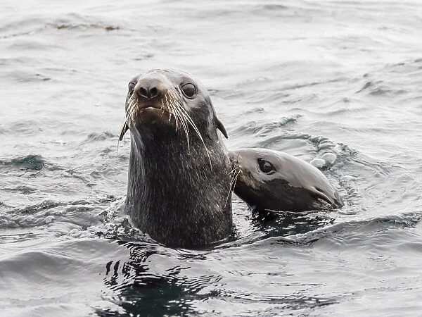 Northern fur seals (Callorhinus ursinus), Bering Island, Commander Island Group, Kamchatka
