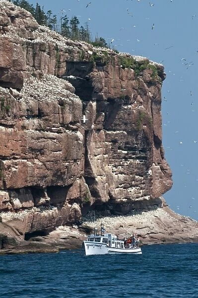 Northern gannet colony, Ile Bonaventure offshore of Perce, Quebec, Canada, North America