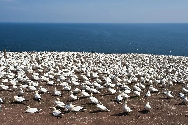 Northern gannet colony, Ile Bonaventure offshore of Perce, Quebec, Canada, North America
